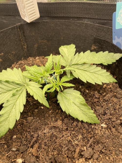 My First Growth--- Zamnesia Fast Pack. Week 3 - D Day18 LST