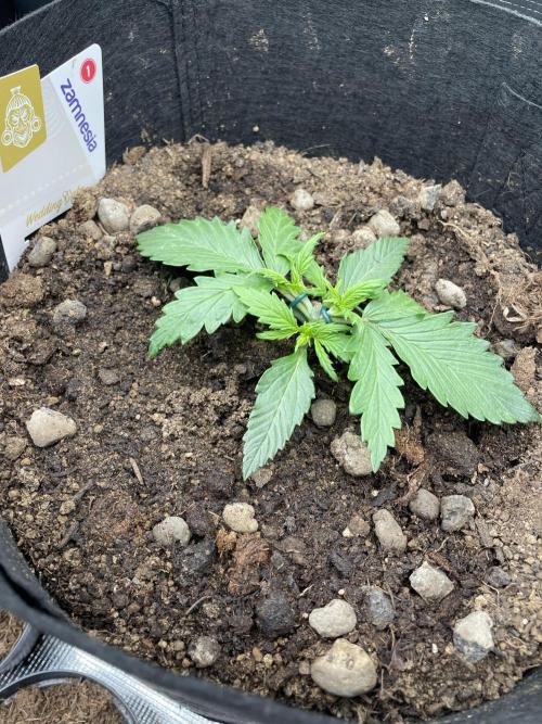 My First Growth--- Zamnesia Fast Pack. Week 3 - WC Day18 topped  - LST