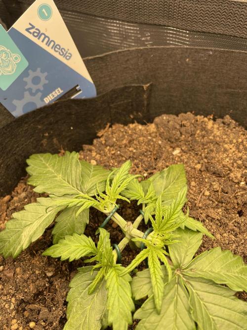 My First Growth--- Zamnesia Fast Pack. Week 3 - D Day18 LST
