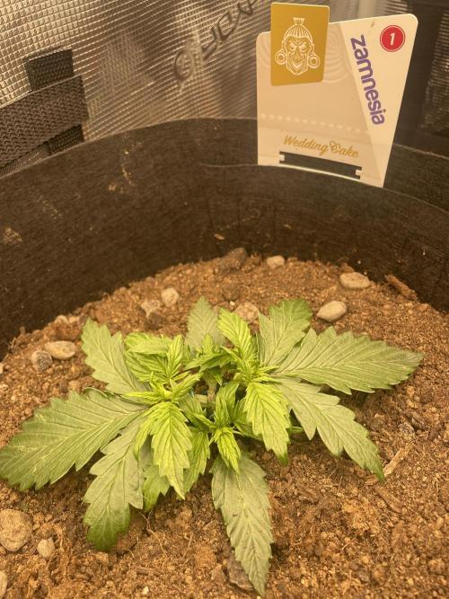 My First Growth--- Zamnesia Fast Pack. Week 3 - WC Day 20 LST