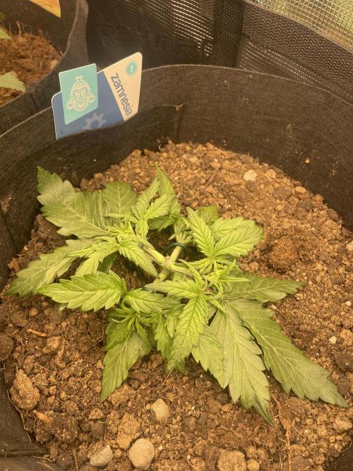 My First Growth--- Zamnesia Fast Pack. Week 3 - D Day 20 LST