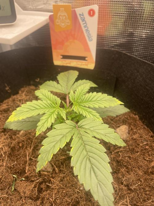 My First Growth--- Zamnesia Fast Pack. Week 3 - SS Day 17 Topping