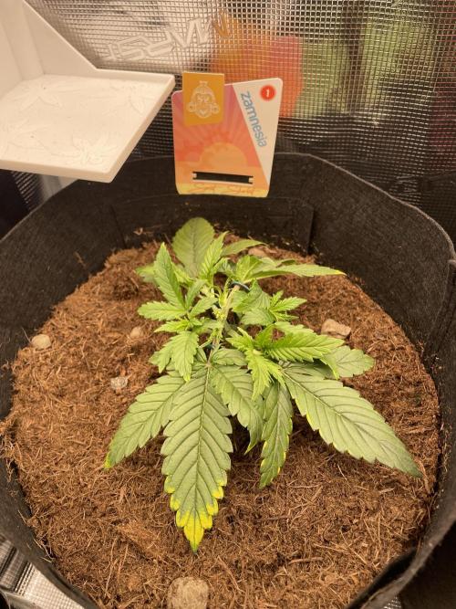 My First Growth--- Zamnesia Fast Pack. Week 3 - SS Day 19