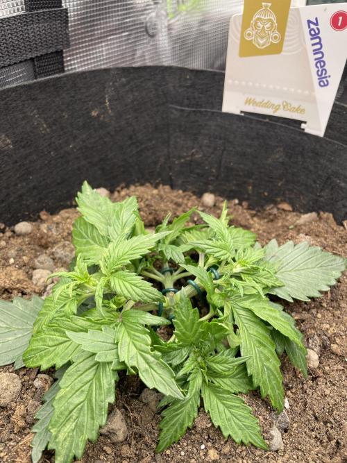 My First Growth--- Zamnesia Fast Pack. Week 3 - WC Day 22