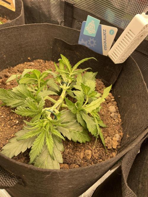 My First Growth--- Zamnesia Fast Pack. Week 3 - D Day 22 LST