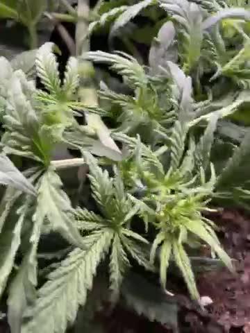 My First Growth--- Zamnesia Fast Pack