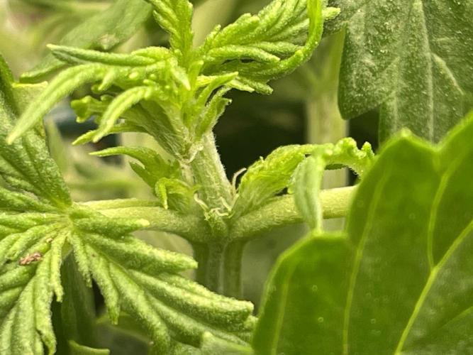 My First Growth--- Zamnesia Fast Pack. Week 4