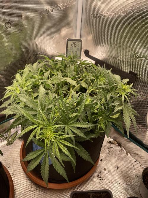 My First Growth--- Zamnesia Fast Pack. Week 5 - Diesel Day 32