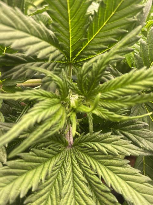 My First Growth--- Zamnesia Fast Pack. Week 5 - Sunset Sherbet Day 29