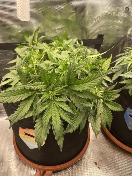 My First Growth--- Zamnesia Fast Pack. Week 5 - Sunset Sherbet Day 29