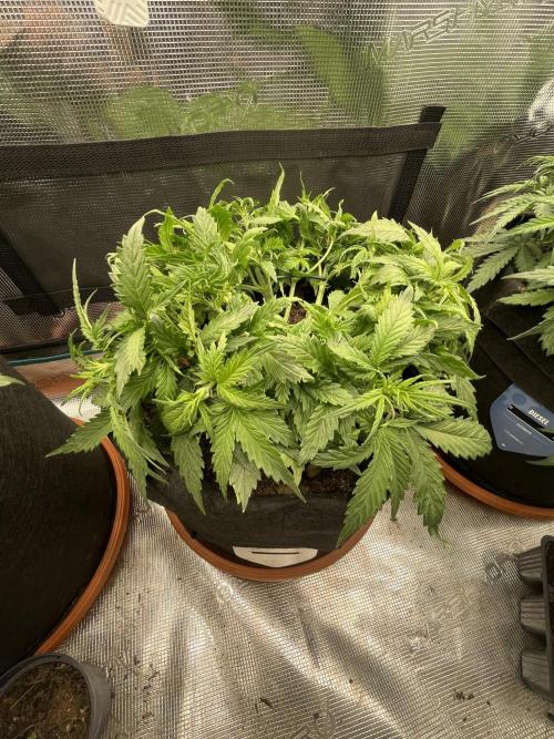 My First Growth--- Zamnesia Fast Pack. Week 5 - Wedding Cake Day 32