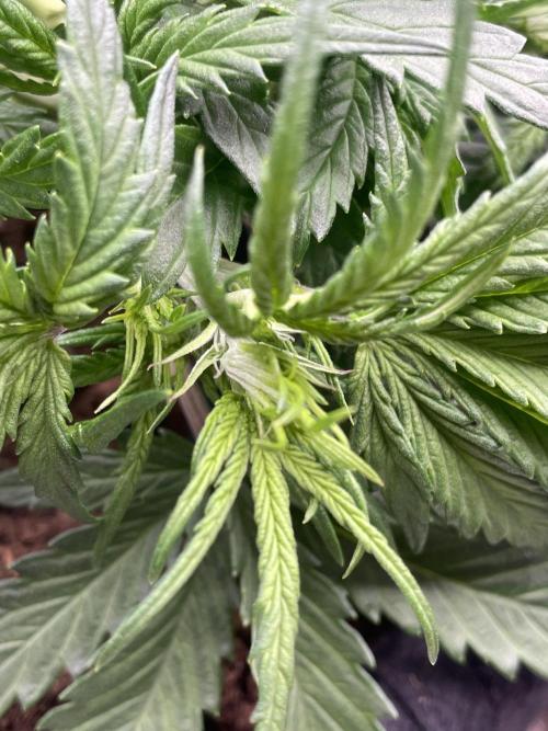 My First Growth--- Zamnesia Fast Pack. Week 5 - Wedding Cake Day 32
