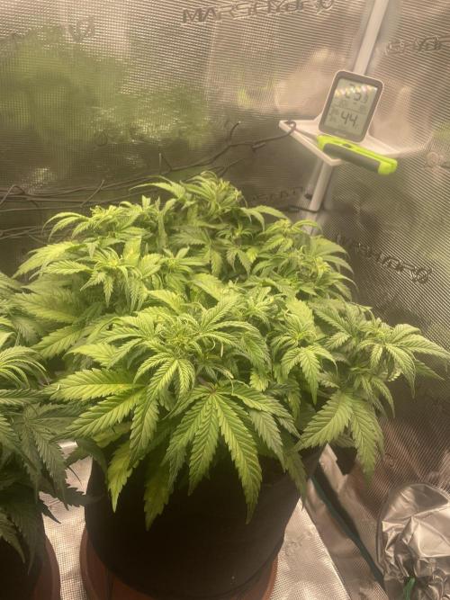My First Growth--- Zamnesia Fast Pack. Week 6 - SS Day 37