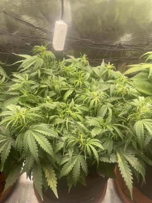 My First Growth--- Zamnesia Fast Pack. Week 6 - WC Day 40