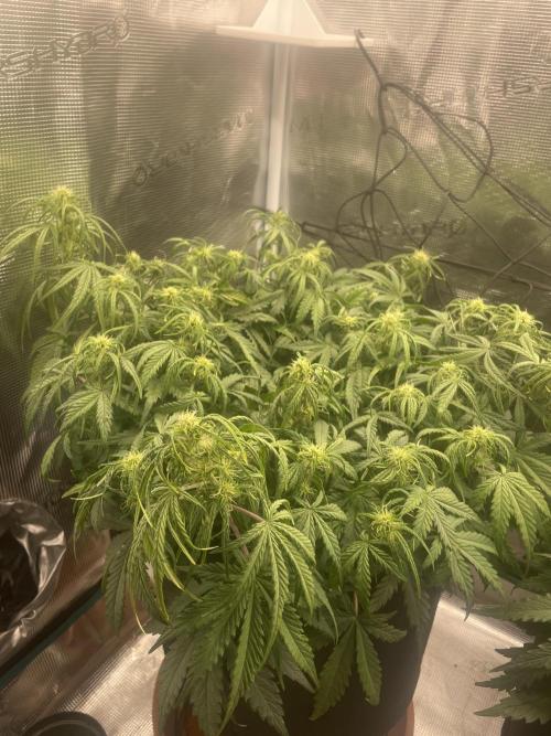 My First Growth--- Zamnesia Fast Pack. Week 6 - D Day 40