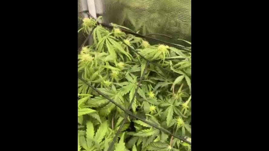 My First Growth--- Zamnesia Fast Pack