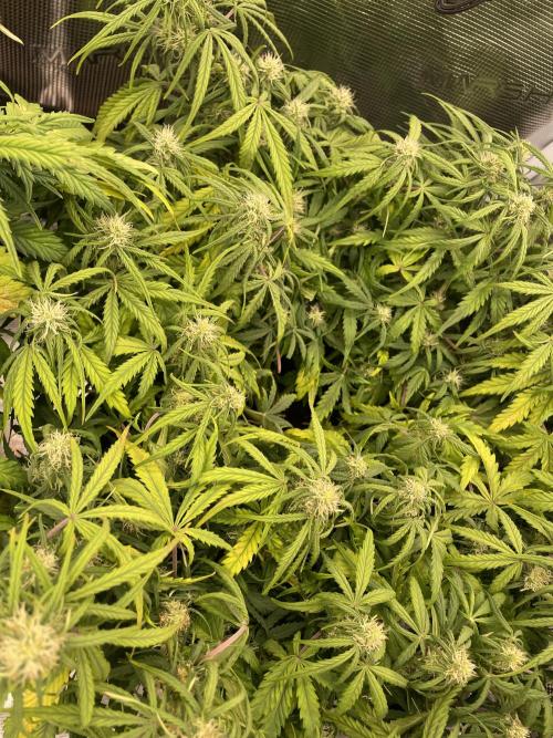 My First Growth--- Zamnesia Fast Pack. Week 7 - D Day 48