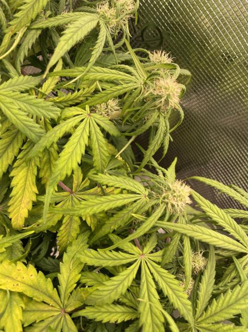 My First Growth--- Zamnesia Fast Pack. Week 7 - D Day 48