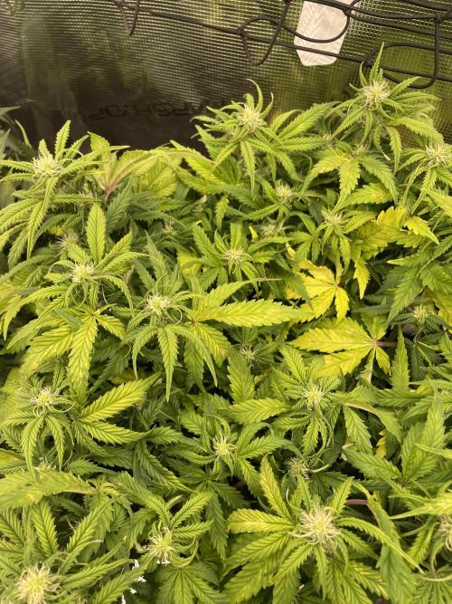 My First Growth--- Zamnesia Fast Pack. Week 7 - SS Day 45