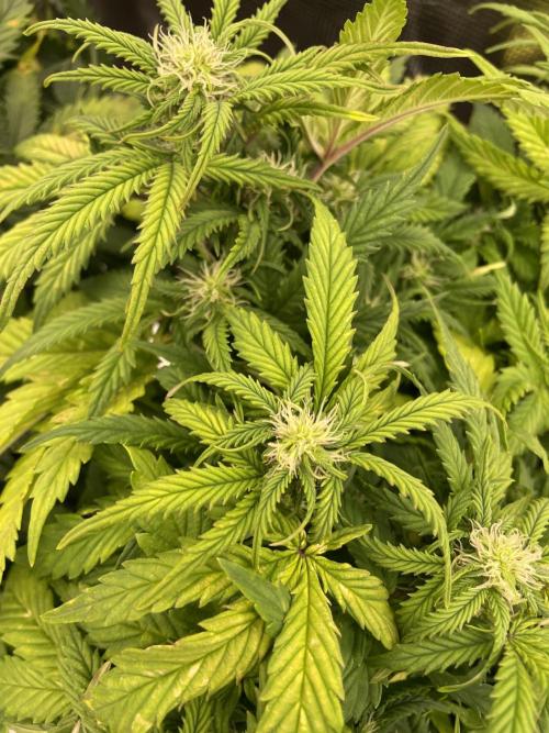 My First Growth--- Zamnesia Fast Pack. Week 7 - SS Day 45