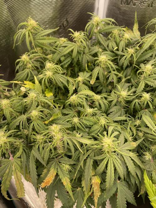 My First Growth--- Zamnesia Fast Pack. Week 7 - WC Day 48