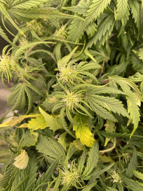 My First Growth--- Zamnesia Fast Pack. Week 7 - WC Day 48