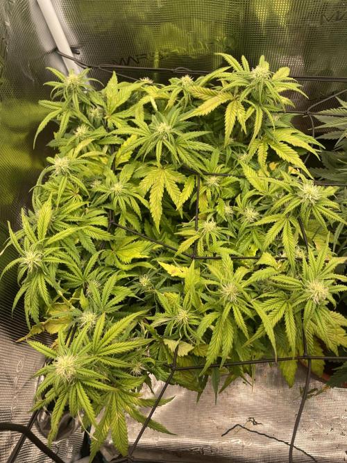 My First Growth--- Zamnesia Fast Pack. Week 8 - SS Day 49