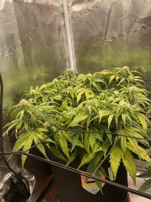 My First Growth--- Zamnesia Fast Pack. Week 8 - SS Day 49