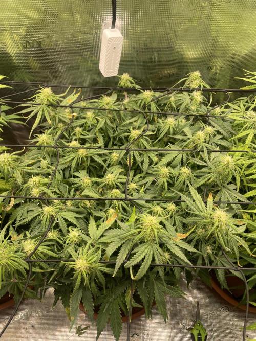 My First Growth--- Zamnesia Fast Pack. Week 8 - WC Day 52