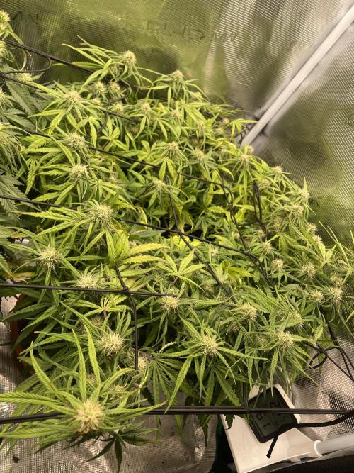 My First Growth--- Zamnesia Fast Pack. Week 8 - D Day 52