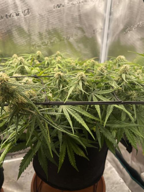 My First Growth--- Zamnesia Fast Pack. Week 8 - D Day 52