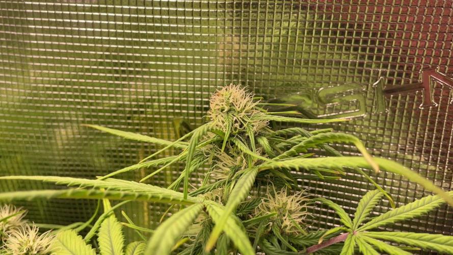 My First Growth--- Zamnesia Fast Pack