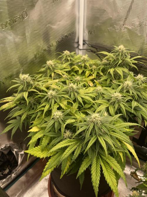 My First Growth--- Zamnesia Fast Pack. Week 8 - SS Day 52