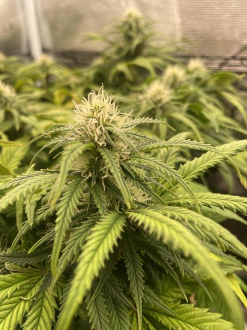 My First Growth--- Zamnesia Fast Pack. Week 8 - SS Day 52
