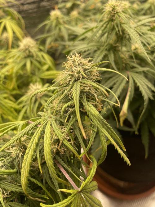My First Growth--- Zamnesia Fast Pack. Week 8 - D Day 55