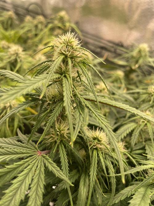 My First Growth--- Zamnesia Fast Pack. Week 8 - WC Day 55