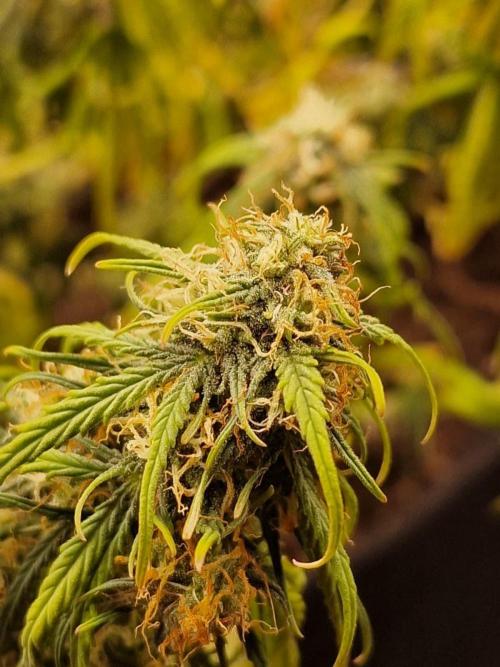 My First Growth--- Zamnesia Fast Pack. Week 9