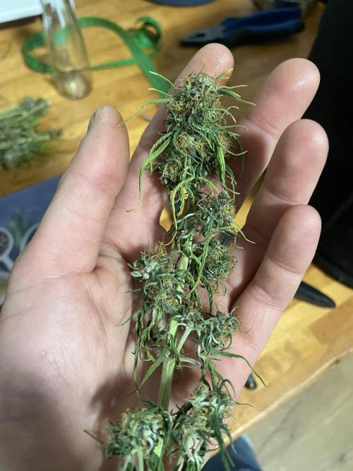 My First Growth--- Zamnesia Fast Pack. Week 9