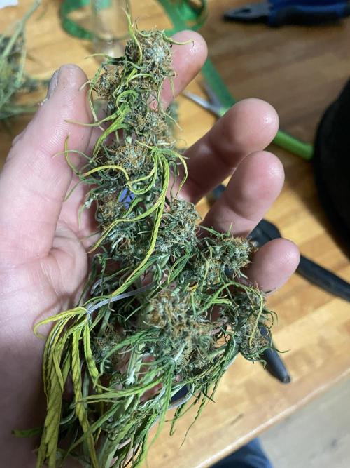 My First Growth--- Zamnesia Fast Pack. Week 9