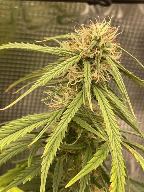 My First Growth--- Zamnesia Fast Pack. Week 9 - WC day 61