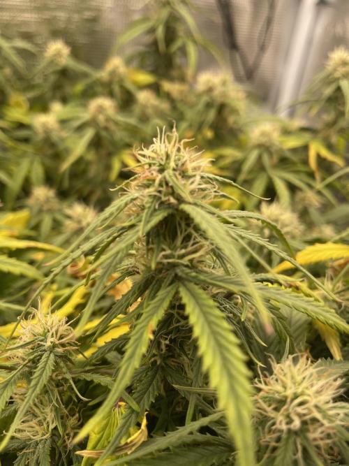 My First Growth--- Zamnesia Fast Pack. Week 9 - WC day 61