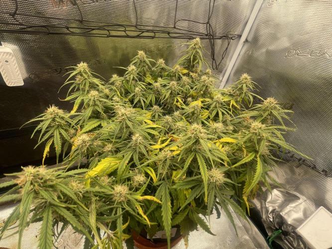 My First Growth--- Zamnesia Fast Pack. Week 9 - WC day 61 