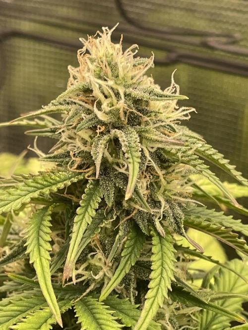 My First Growth--- Zamnesia Fast Pack. Week 9 - SS day 58