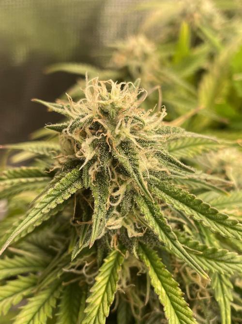 My First Growth--- Zamnesia Fast Pack. Week 9 - SS day 58