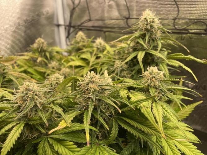 My First Growth--- Zamnesia Fast Pack. Week 9 - SS day 58