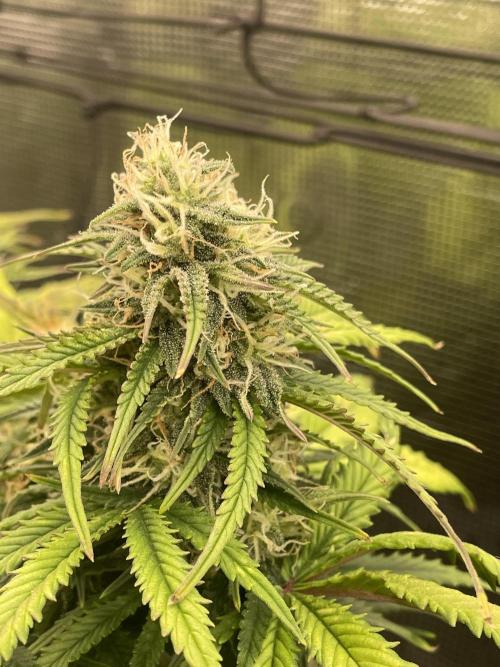 My First Growth--- Zamnesia Fast Pack. Week 9 - SS day 58