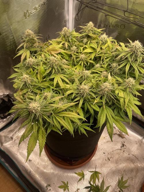 My First Growth--- Zamnesia Fast Pack. Week 9 - SS day 58