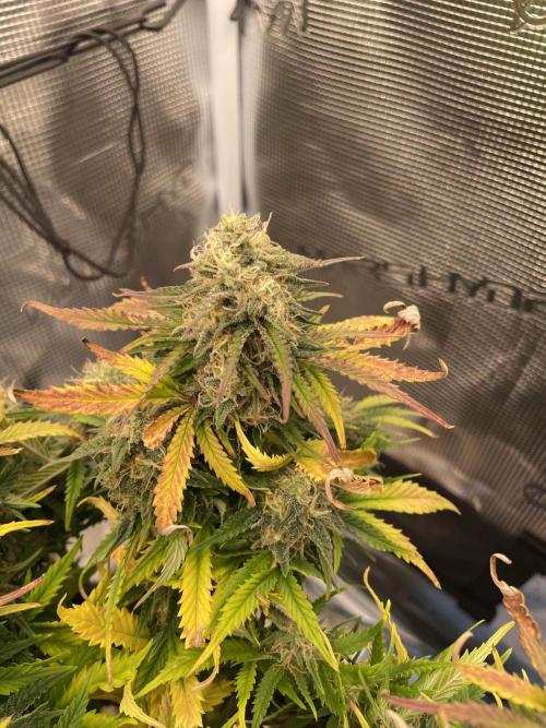 My First Growth--- Zamnesia Fast Pack. Week 10 - SS day 64