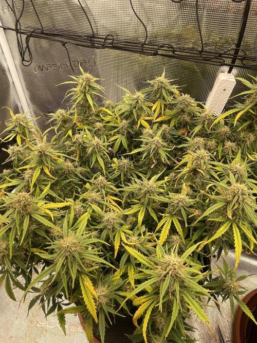 My First Growth--- Zamnesia Fast Pack. Week 10 - WC day 67