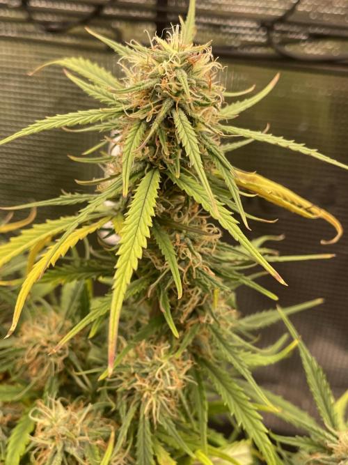 My First Growth--- Zamnesia Fast Pack. Week 10 - WC day 67